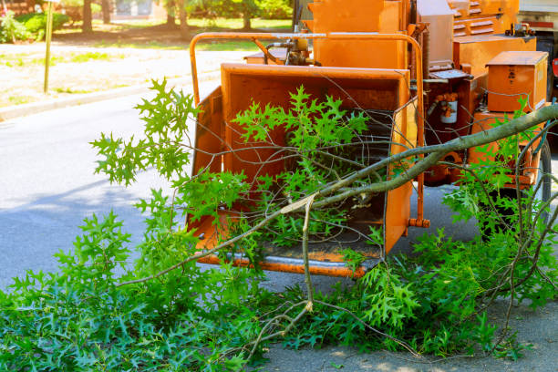 Best Tree Removal Near Me  in Ventnor City, NJ